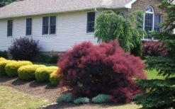 Velveteeny Purple Smoke Bush (Cotinus Coggygria) - 3 Gallon Pot -Garden Plant Store cotinus coggygria velveteeny dwarf purple smoke bush 1