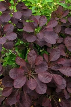 Velveteeny Purple Smoke Bush (Cotinus Coggygria) - 3 Gallon Pot -Garden Plant Store cotinus coggygria velveteeny dwarf purple smoke bush 3