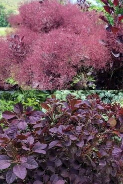 Velveteeny Purple Smoke Bush (Cotinus Coggygria) - 3 Gallon Pot -Garden Plant Store cotinus coggygria velveteeny dwarf purple smoke bush 7