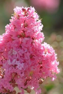 Sioux Pink Crape Myrtle Tree (Single Trunk) - 5 Gallon Pot -Garden Plant Store crape myrtle sioux pink 52