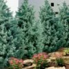 Carolina Sapphire Arizona Cypress - 3 Gallon Pot