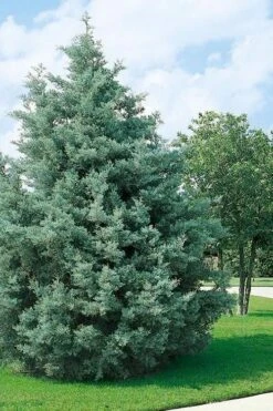 Carolina Sapphire Arizona Cypress - 3 Gallon Pot -Garden Plant Store cupressus arizonica arizona carolina sapphire cypress 102