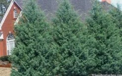 Carolina Sapphire Arizona Cypress - 3 Gallon Pot -Garden Plant Store cupressus arizonica arizona carolina sapphire cypress 103