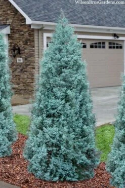 Blue Ice Arizona Cypress - 7 Gallon Pot (5-6') -Garden Plant Store cupressus arizonica blue ice cypress 101