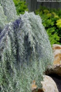 Raywood Weeping Arizona Cypress - 6 Gallon Pot -Garden Plant Store cupressus arizonica raymonds weeping arizona cypress 3
