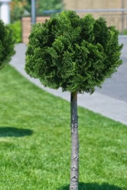 Dwarf Hinoki Cypress Tree (Single Trunk Topiary) - 7 Gallon Pot 8 Dwarf Hinoki Cypress Tree (Single Trunk Topiary) - 7 Gallon Pot -Garden Plant Store cypress dwarf hinoki stand topiary tree form 1