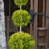 Goldcrest Monterey Lemon Cypress - 3-Ball Poodle Tier Topiary - 3 Gallon Pot