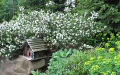 Jim's Pride White Summer Daphne - Daphne X Transatlantica - 2 Gallon Pot -Garden Plant Store daphne jims pride 3