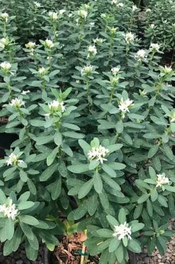 Jim's Pride White Summer Daphne - Daphne X Transatlantica - 2 Gallon Pot -Garden Plant Store daphne jims pride 7