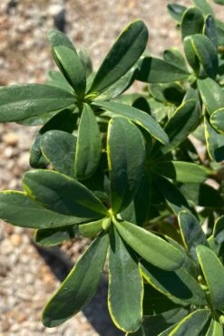 Splash Variegated Summer Daphne - 1 Gallon Pot -Garden Plant Store daphne splash summer daphne 1