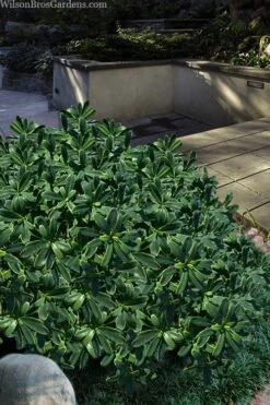 Splash Variegated Summer Daphne - 1 Gallon Pot -Garden Plant Store daphne splash variegated summer daphne 6