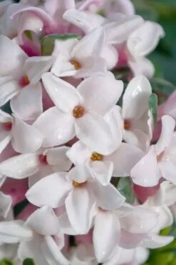 Splash Variegated Summer Daphne - 1 Gallon Pot -Garden Plant Store daphne splash variegated summer daphne 7