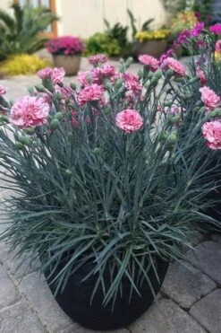 Pinball Wizard Dianthus - 1 Gallon Pot -Garden Plant Store dianthus pinball wizard 10