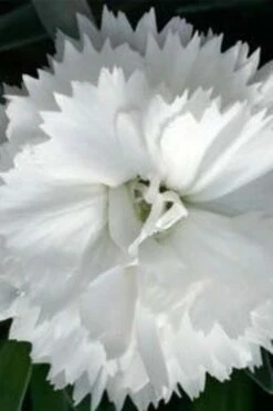 Super Trouper White Dianthus - 5 Pack Of Quart Pots -Garden Plant Store dianthus super trouper white 500x750 1