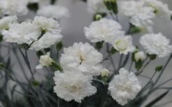 Super Trouper White Dianthus - 5 Pack Of Quart Pots -Garden Plant Store dianthus supertrouper white carnations 2