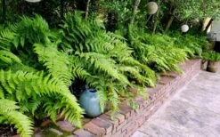Autumn Brilliance Fern (Dryopteris Erythrosora) - 2.5 Quart Pot 15 Autumn Brilliance Fern (Dryopteris Erythrosora) - 2.5 Quart Pot -Garden Plant Store dryopteris erythrosora autumn brilliance fern 10