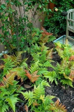 Autumn Brilliance Fern (Dryopteris Erythrosora) - 3 Gallon -Garden Plant Store dryopteris erythrosora autumn brilliance fern 11 1