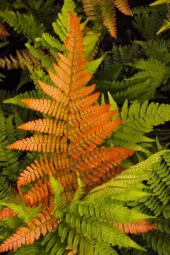 Autumn Brilliance Fern (Dryopteris Erythrosora) - 1 Gallon Pot -Garden Plant Store dryopteris erythrosora autumn brilliance fern 2 2