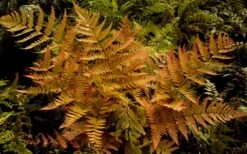 Autumn Brilliance Fern (Dryopteris Erythrosora) - 3 Gallon -Garden Plant Store dryopteris erythrosora autumn brilliance fern 3 1