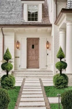 Dwarf Alberta Spruce 2-Ball Cone Topiary - 5 Gallon Pot -Garden Plant Store dwarf alberta spruce 3 ball poodle tier with pyramid1