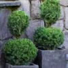 Poodle Tier Dwarf Alberta Spruce Topiary (2-Ball) - 2 Gallon Pot