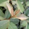 Fruitland Elaeagnus (Silverberry) - 1 Gallon Pot