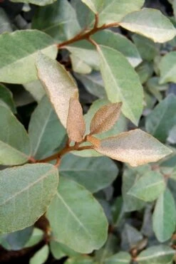 Fruitland Elaeagnus (Silverberry) - 1 Gallon Pot