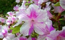 Autumn Twist Encore Azalea - 1 Gallon Pot -Garden Plant Store encore azalea autumn twist