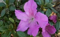 Autumn Lilac Encore Azalea - 1 Gallon Pot -Garden Plant Store encore azalea autumnlilac