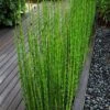 Horsetail Reed Grass - Equisetum Hyemale - 1 Gallon Pot