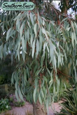 Angus Cold Hardy Eucalyptus Tree (Eucalyptus Nicholii) - Quart Pot -Garden Plant Store eucalyoptus nicholii angus 1 1