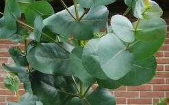 Big O Cold Hardy Eucalyptus Tree (Eucalyptus Neglecta) - 1 Gallon Pot -Garden Plant Store eucalyptus bigo leaves 2
