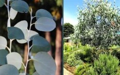 Mappa Tassie Cold Hardy Eucalyptus Tree (Eucalyptus Pauciflora) - 2 Gallon Pot -Garden Plant Store eucalyptus mappa tassie combo