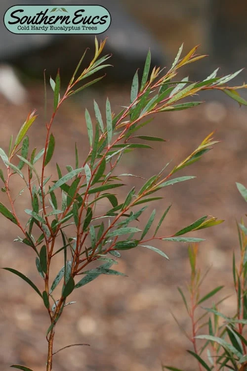 Skinny Minny Hardy Eucalyptus Tree (Eucalyptus Moorei) - Quart Pot 1 Skinny Minny Hardy Eucalyptus Tree (Eucalyptus Moorei) - Quart Pot