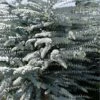 Bluey Cold Hardy Eucalyptus Tree (Eucalyptus Pulverulenta) - 6 Pack Of 1 Gallon Pots
