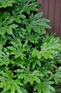Fatsia Japonica (Japanese Aralia / Glossy Paper Plant) - 7 Gallon Pot (2-3')