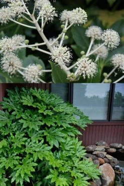 Fatsia Japonica (Japanese Aralia / Glossy Paper Plant) - 7 Gallon Pot (2-3') -Garden Plant Store fatsia Japanese Aralia 2 500x750 2