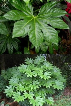Fatsia Japonica - Japanese Aralia - Glossy Paper Plant - 1 Gallon Pot -Garden Plant Store fatsia Japanese Aralia 500x750 1
