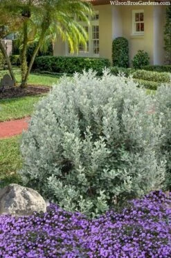 Bambina Dwarf Pineapple Guava (Feijoa Sellowiana ' Tharfiona') - 3 Gallon Pot -Garden Plant Store feijoa sellowiana tharfiona bambina pineapple guava 3