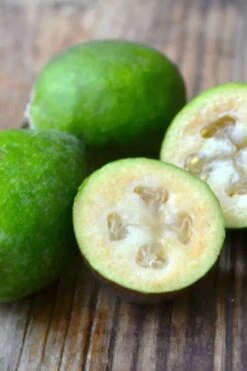 Bambina Dwarf Pineapple Guava (Feijoa Sellowiana ' Tharfiona') - 3 Gallon Pot -Garden Plant Store feijoa sellowiana tharfiona bambina pineapple guava 5