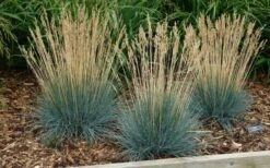 Beyond Blue Festuca (Fescue) - 3 Pack Of Quart Pots -Garden Plant Store festuca20beyond20blue