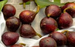 Little Ruby Dwarf Fig Tree - 3 Gallon Pot -Garden Plant Store ficus carica little ruby fig tree 2