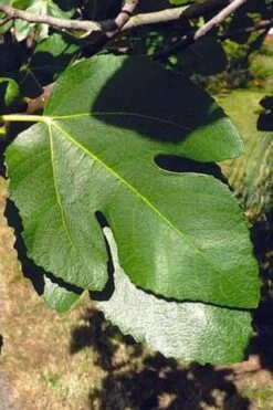 Little Ruby Dwarf Fig Tree - 3 Gallon Pot -Garden Plant Store ficus carica little ruby fig tree 3