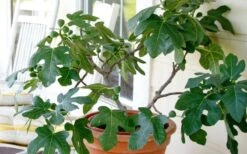 Little Ruby Dwarf Fig Tree - 3 Gallon Pot -Garden Plant Store ficus carica little ruby fig tree 4