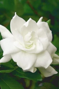 August Beauty Gardenia (Single Trunk Topiary Tree) - 5 Gallon Pot -Garden Plant Store gardenia august beauty 5 500x750 2
