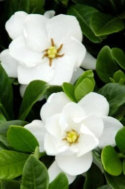 Buttons Gardenia - 3 Gallon Pot 9 Buttons Gardenia - 3 Gallon Pot -Garden Plant Store gardenia buttons 1