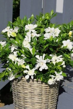Celestial Star Gardenia - 1 Gallon Pot -Garden Plant Store gardenia celestial star 3