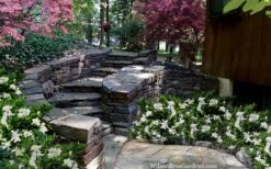 Celestial Star Gardenia - 1 Gallon Pot -Garden Plant Store gardenia celestial star 5