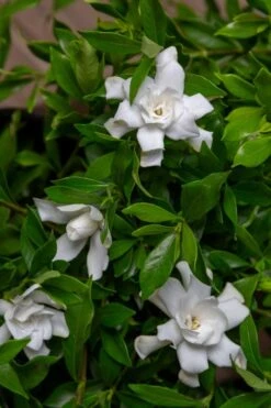 Fool Proof Gardenia - 3 Gallon Pot -Garden Plant Store gardenia fool proof 4 1