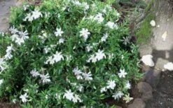 Frost Proof Gardenia - 3 Gallon Pot -Garden Plant Store gardenia frost proof 50